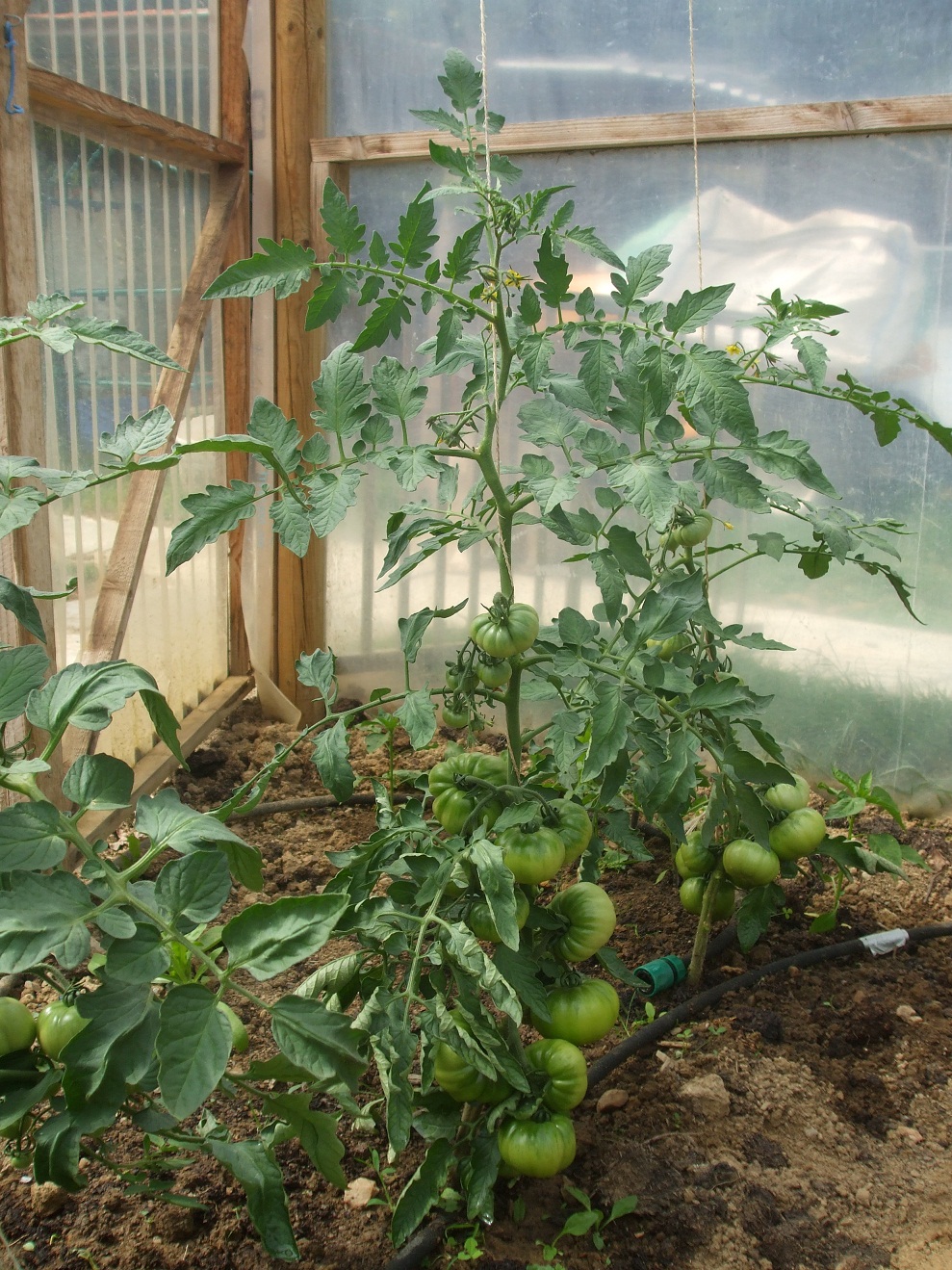 Let your tomato plants do the talking