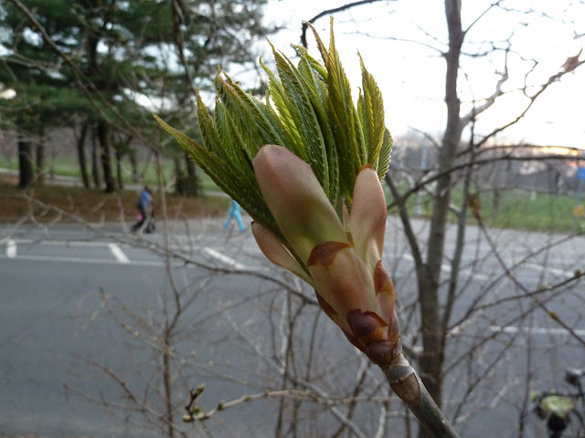 Opening leaf buds of a Buckeye in spring, Prospect Park,Brooklyn