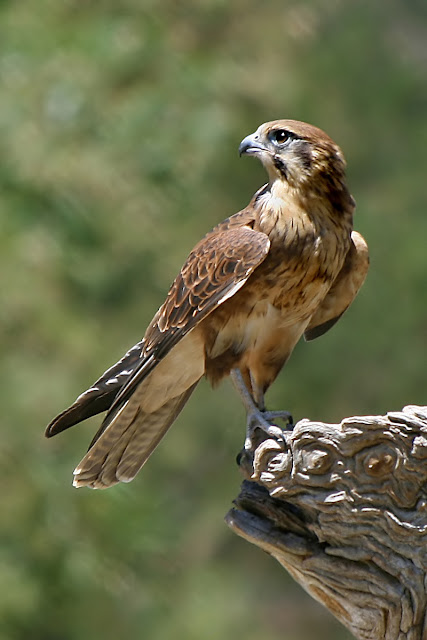Kahverengi doğan (Falco berigora)