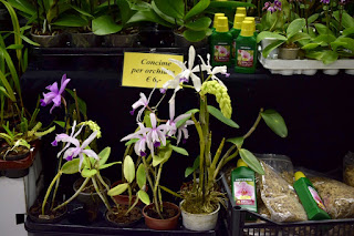 , Mostre primaverili: Horti di Veio e Monteporzio catone 2017, diarid'orchidee