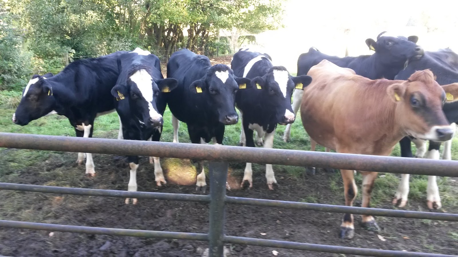 Telecharger Mediator 9 Avec Crackberry