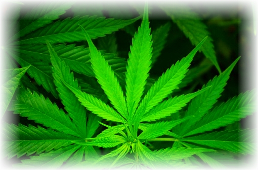 Shiva and Cannabis or Marijuana