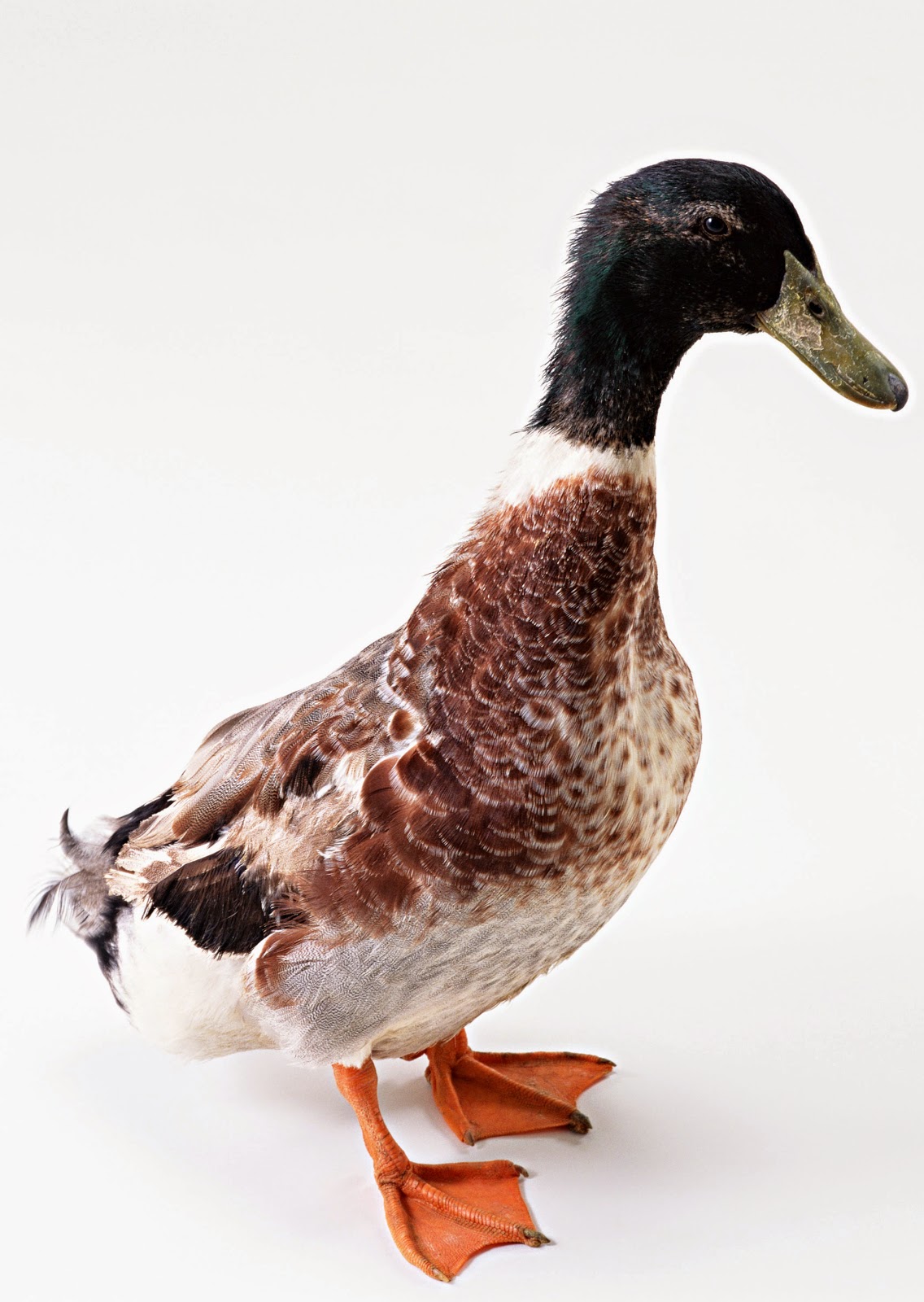 Stock Photo Gambar Itik dan Bebek