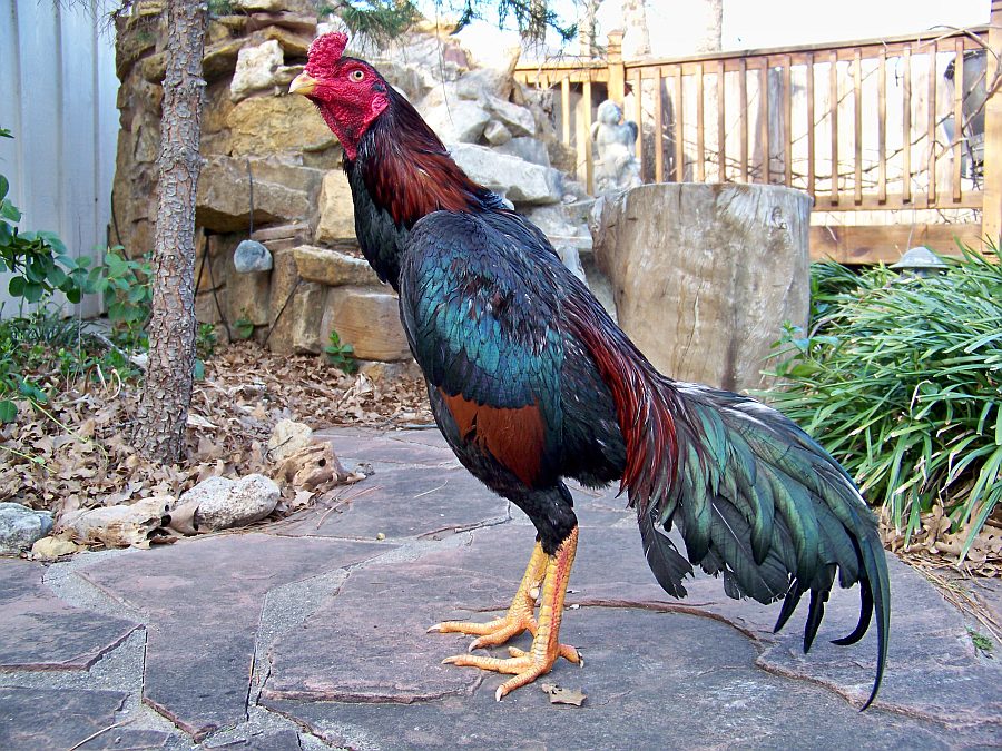 KING GHAZI: Brazilian Asil