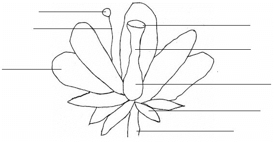 parts of a plant coloring pages - photo #24