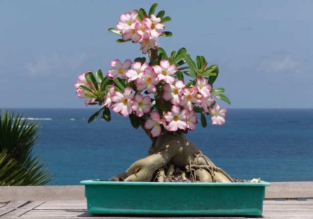 6 Artistik Tanaman Hias Bonsai Adenium Tukang Taman Surabaya