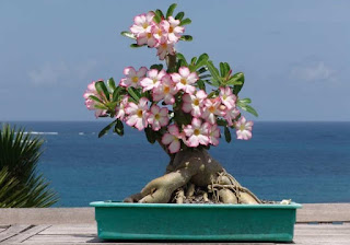 Tukang Taman Surabaya Tanaman hias adenium