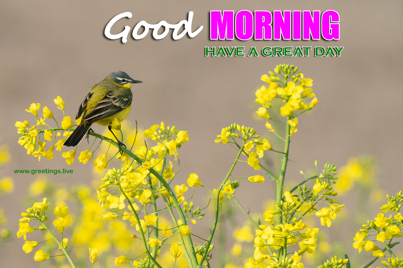 Greetings.Live*Free Daily Greetings Pictures Festival GIF Images ...