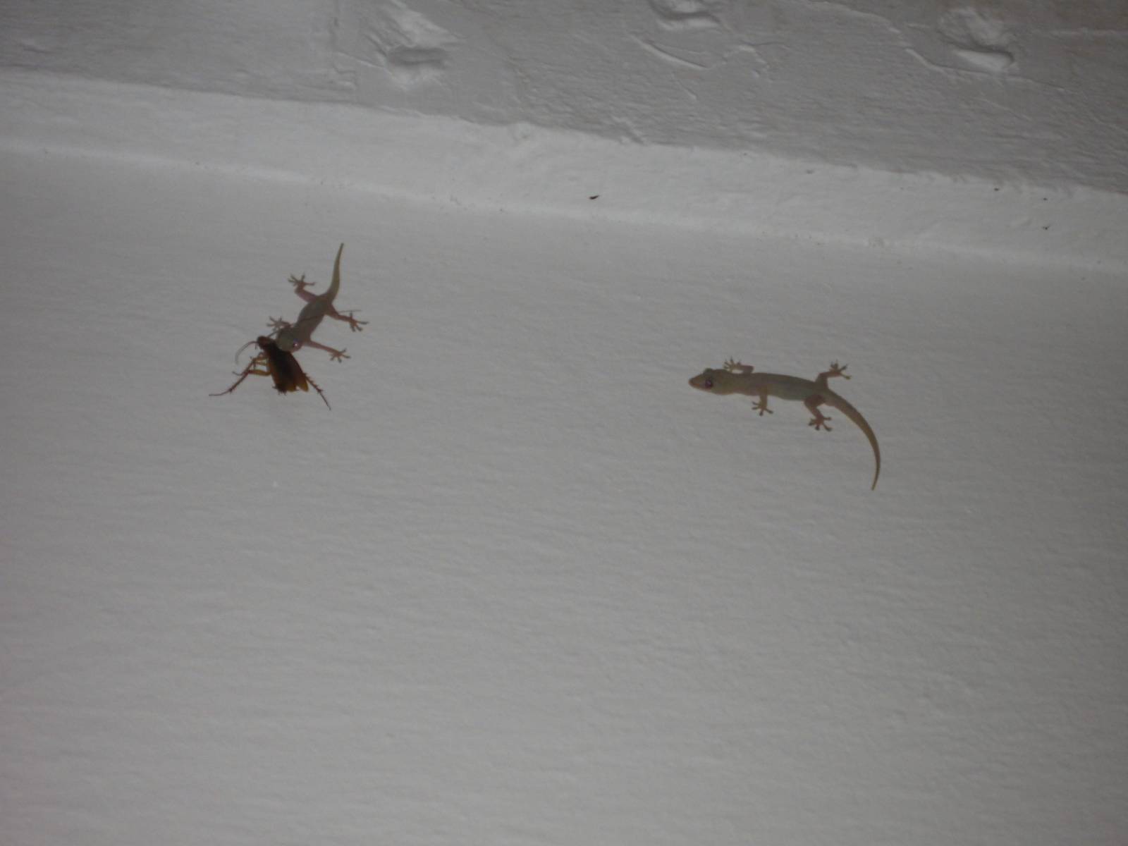 Sevillascope Wiping out the roaches. Iberian wall lizard