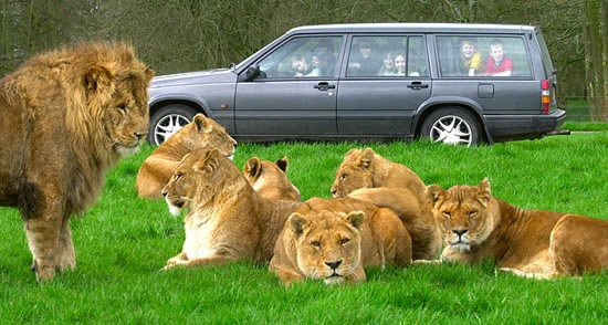 Longleat Safari Park