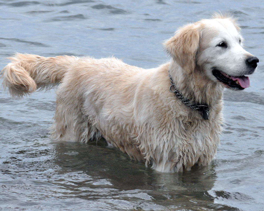 Toronto Grand Prix Tourist A Toronto Blog Dogs at Cherry Beach A