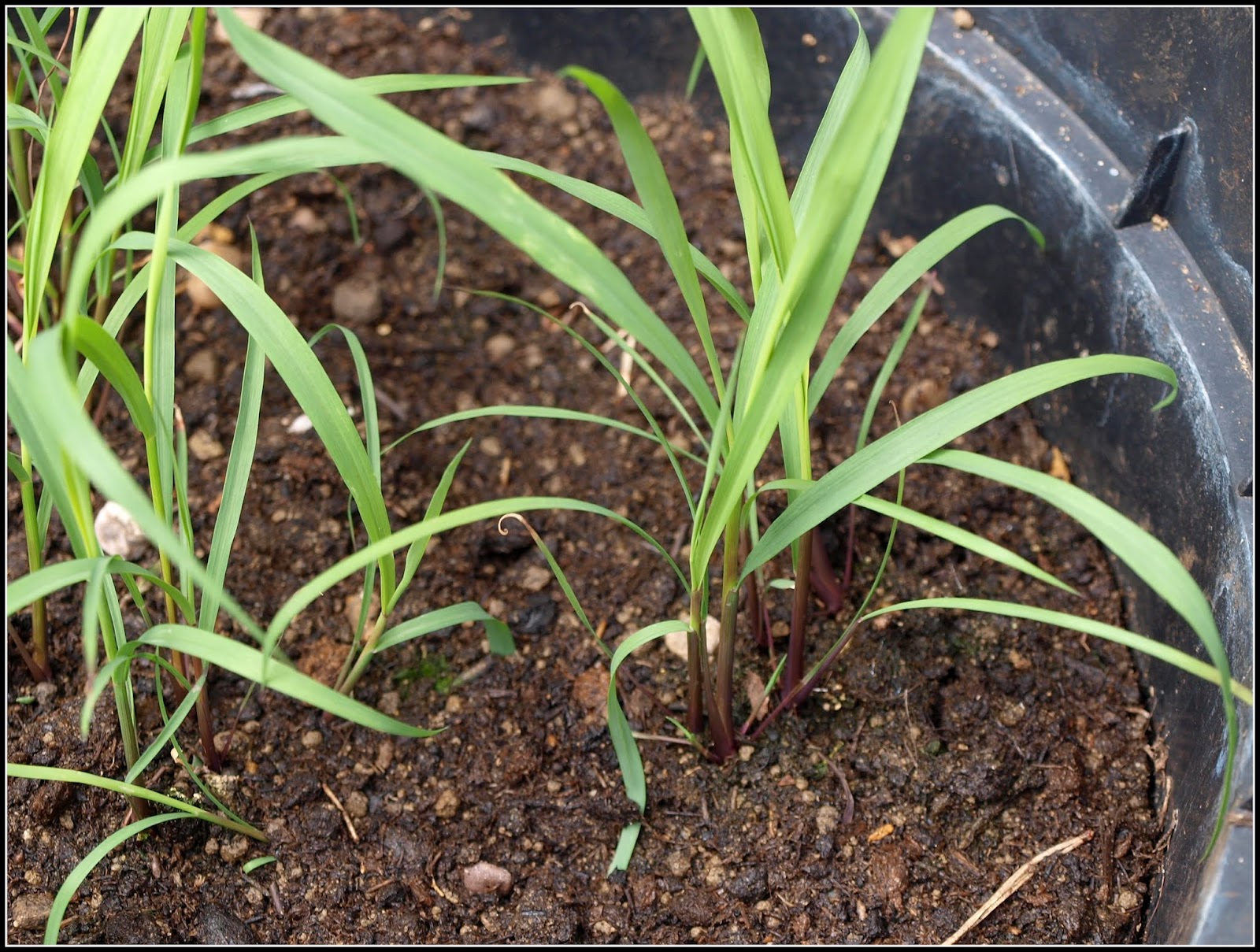 mark-s-veg-plot-growing-lemongrass