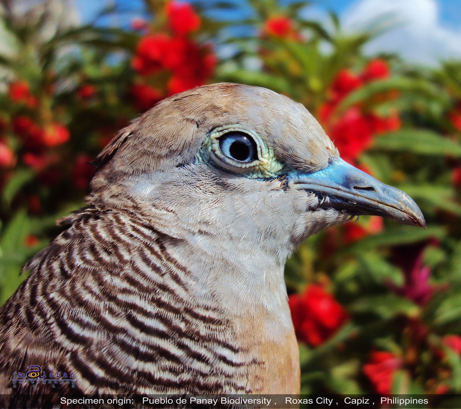 Biodiversity Capiz Zebra Dove
