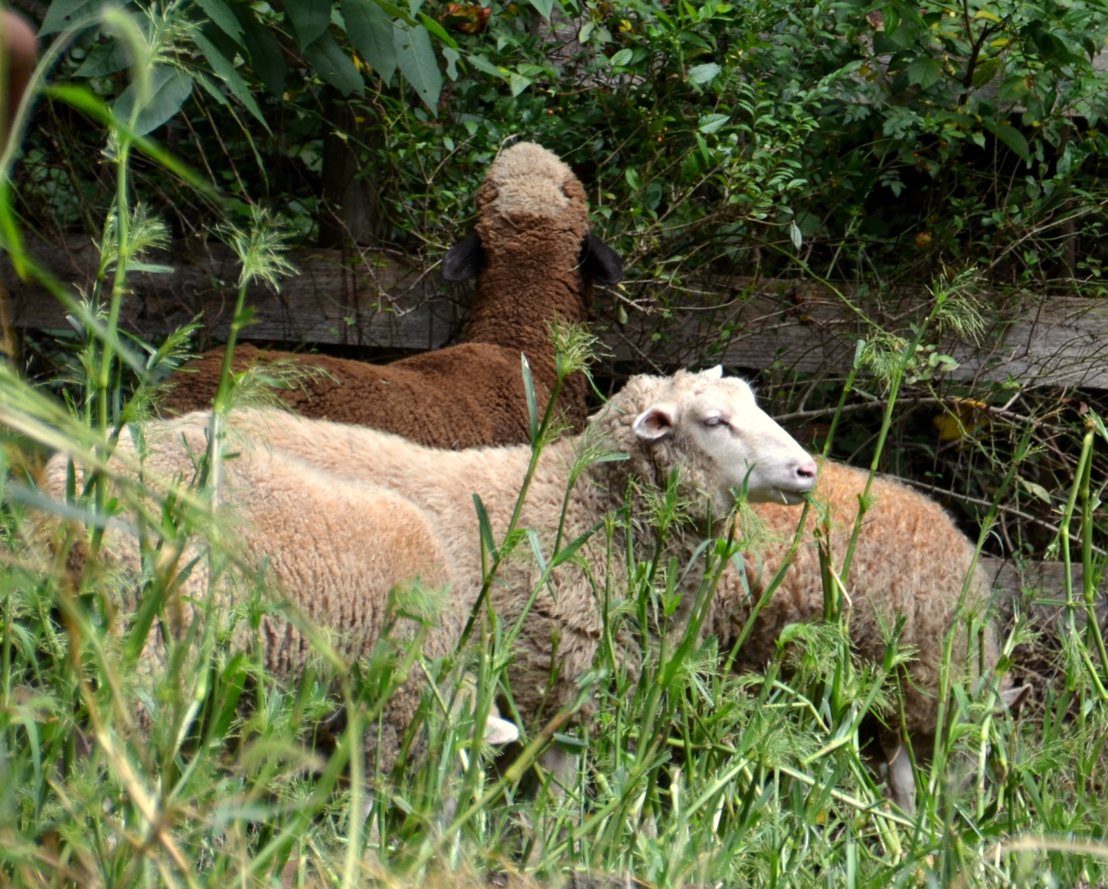wool yielding animals Scribd india