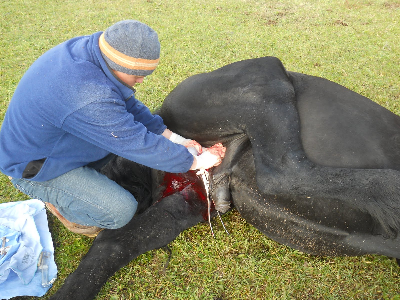 Equine Vet Blog COW Routine Castrations