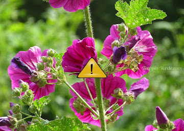 Contraindicações da Malva Contraindicações da Malva
