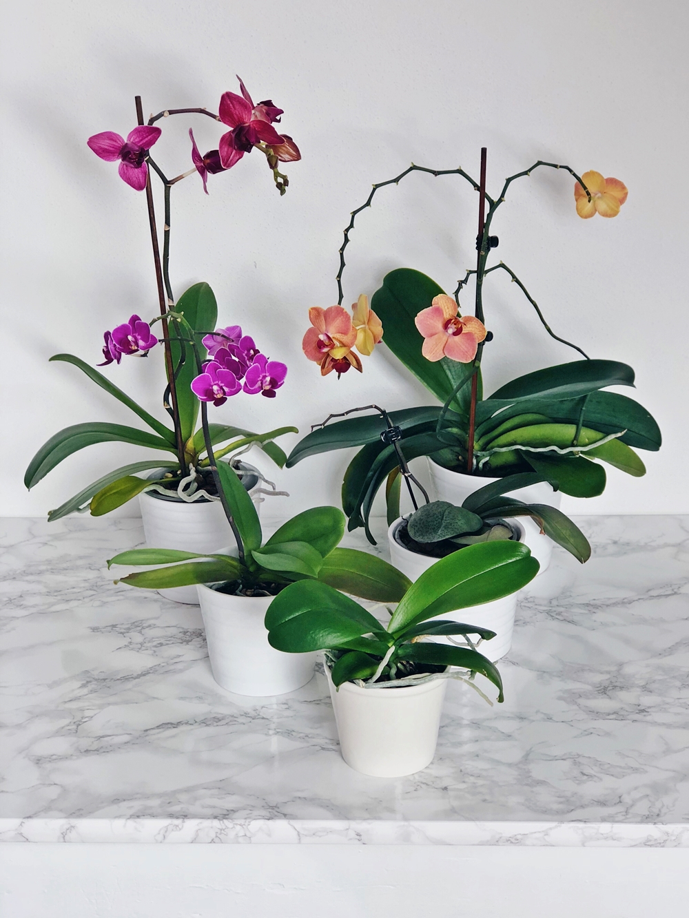 Viele luftwurzeln bei orchideen