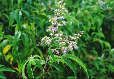 how to use lagundi as herbal medicine