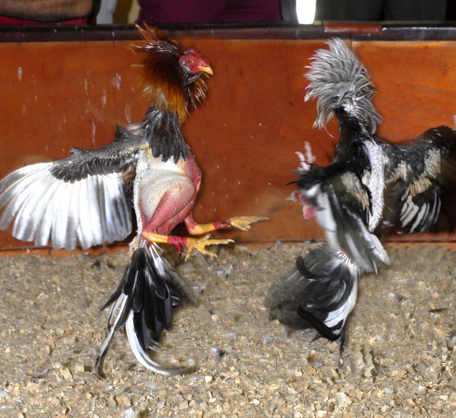 Ventana de Cuba Lidia de Gallos finos cubanos.