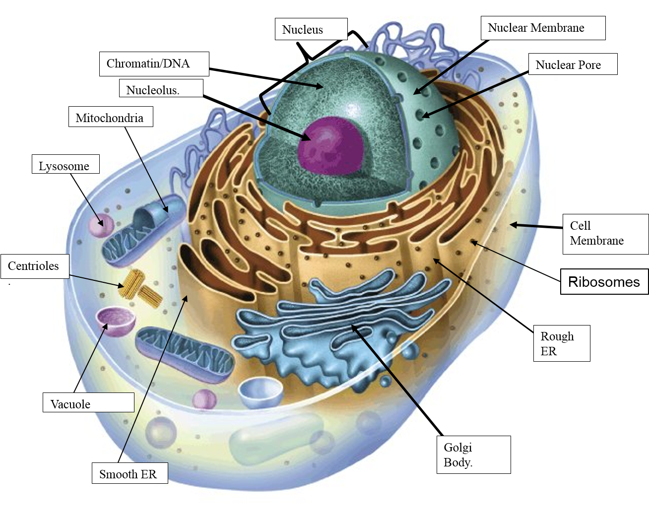 What Are The 5 Parts Of An Animal Cell