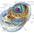 View Animal Cell Diagram Images