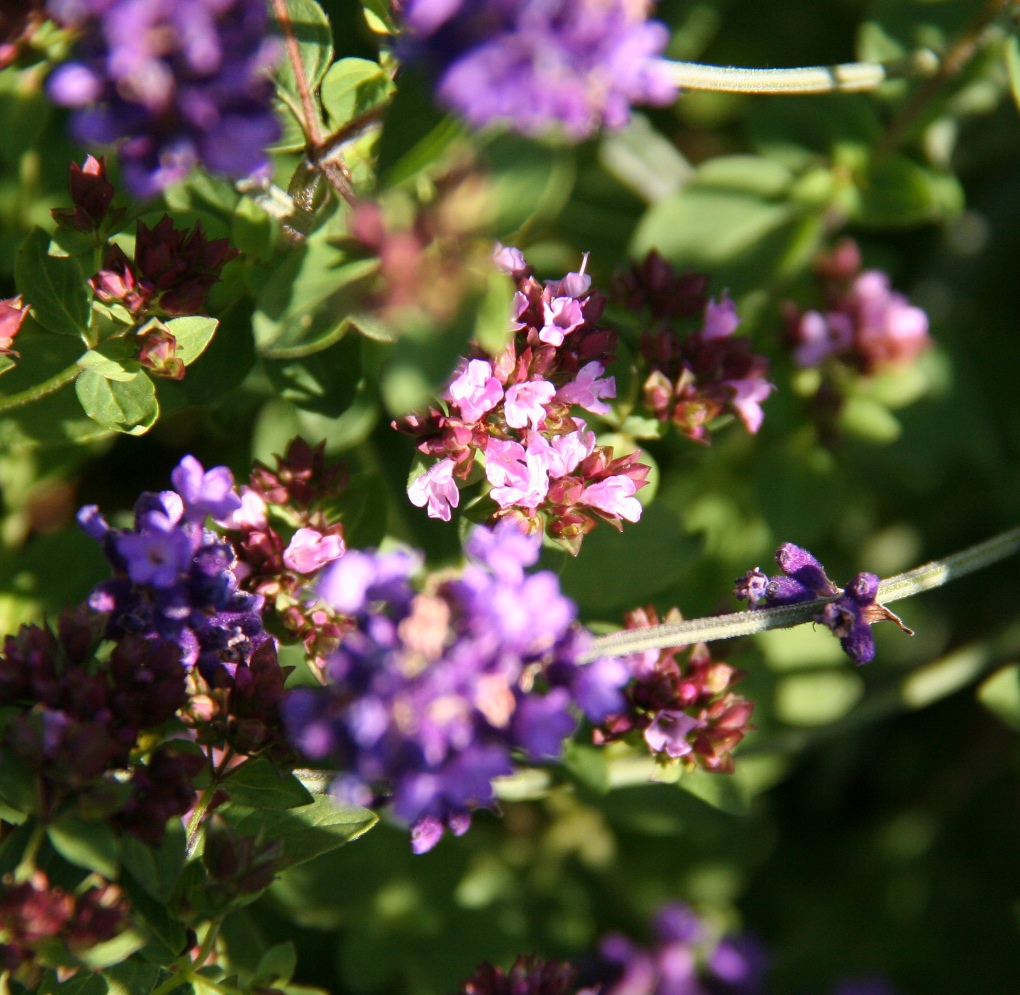 Pagus Soham Sage, oregano and lavender