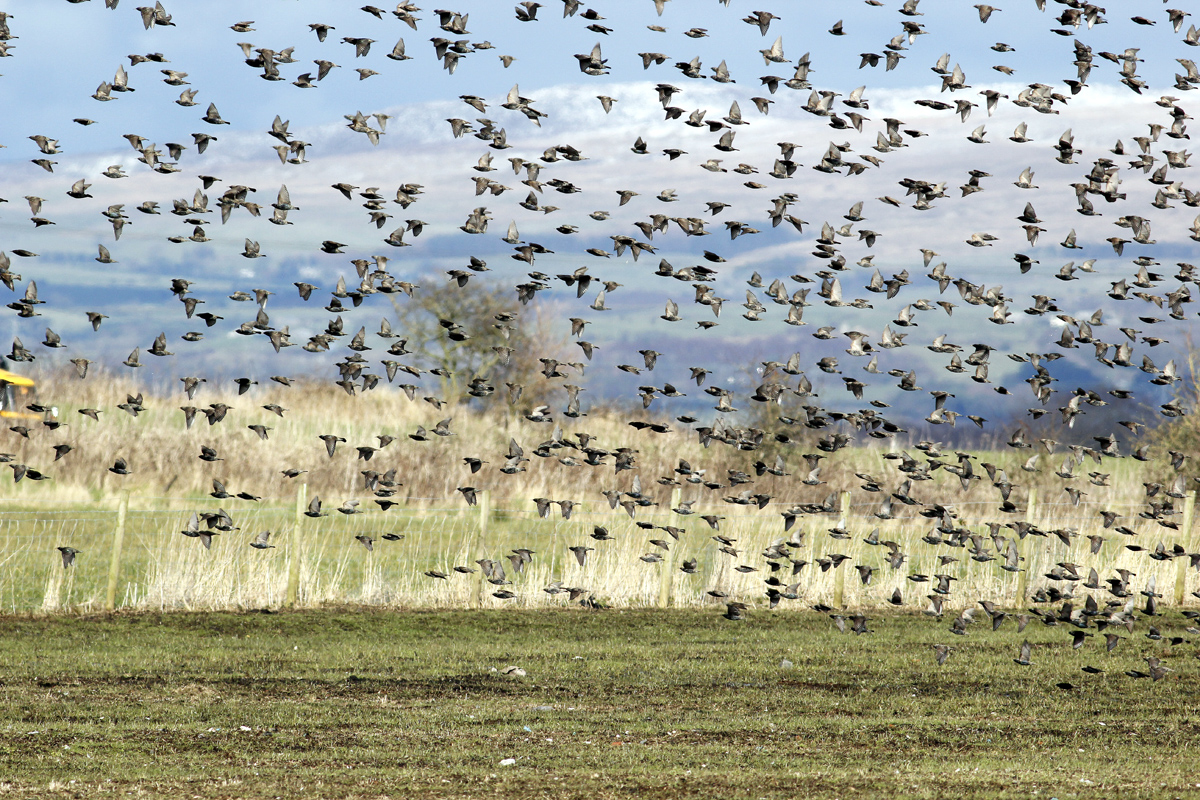 Another Bird Blog: Lazy Day Birds