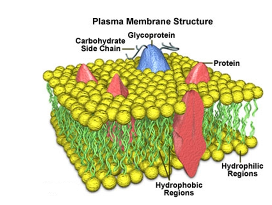Biología Membrana Plasmatica