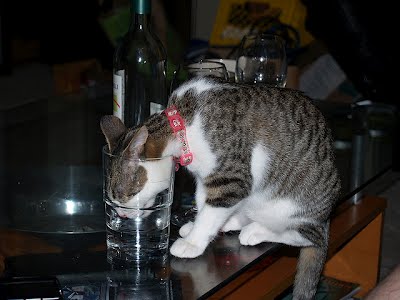 15 cats drinking from water glasses, funny cats, cat pictures, cute cat pictures