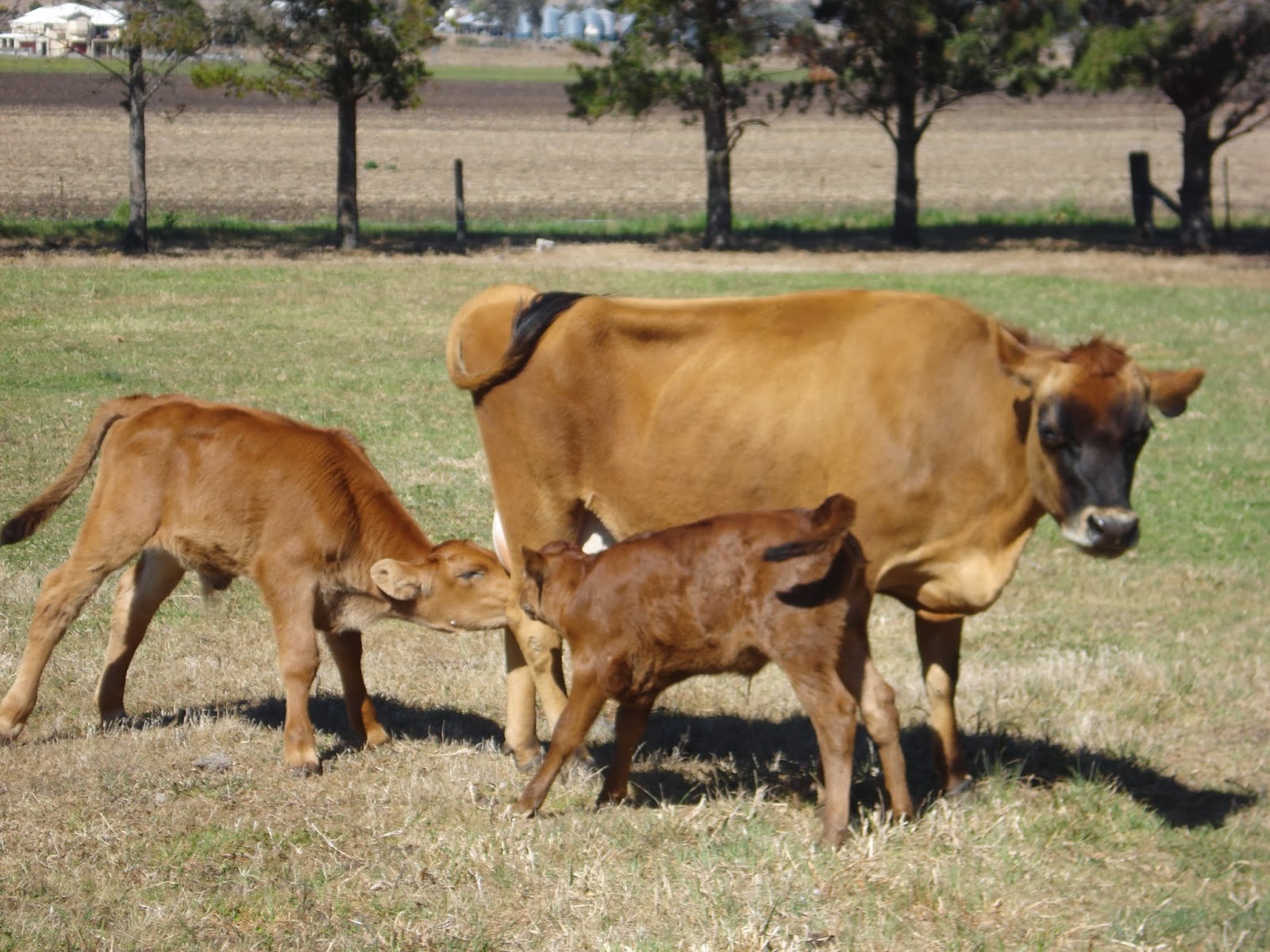 Dairy Farming Images For Jersey Cattle