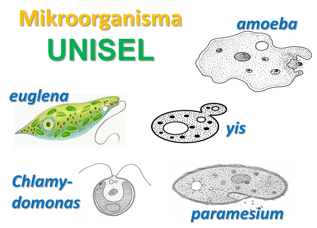 Science is Fun!!!!!!: Organisma Unisel dan Multisel