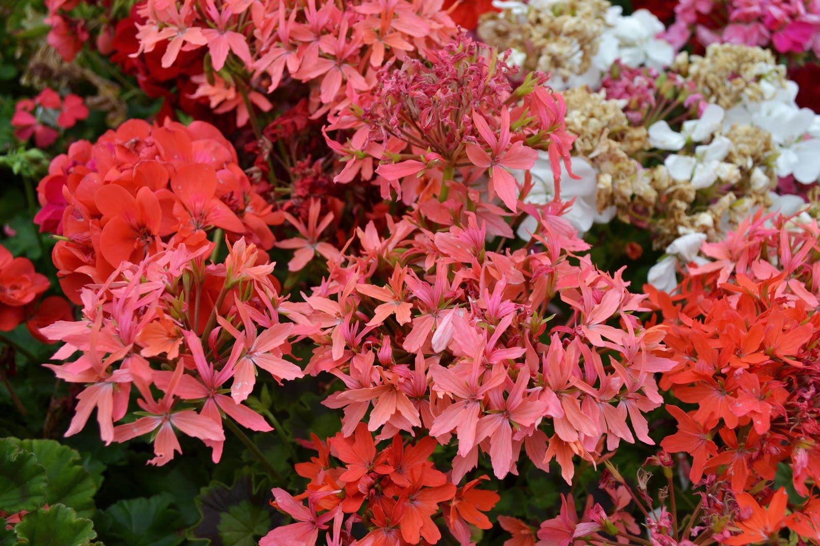 The Outlaw Gardener Vashon Island Part 3; Visiting Kathy's Corner Nursery