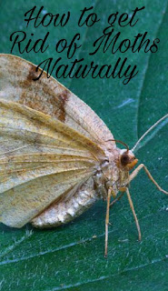 rid moths naturally ways natural know other