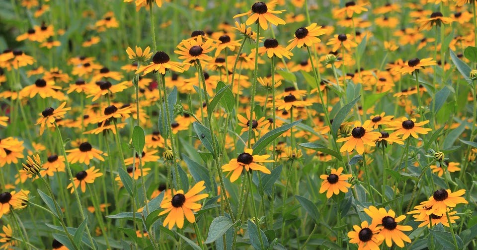 A Little Time and a Keyboard Native Plant Sales in the Chicago Suburbs