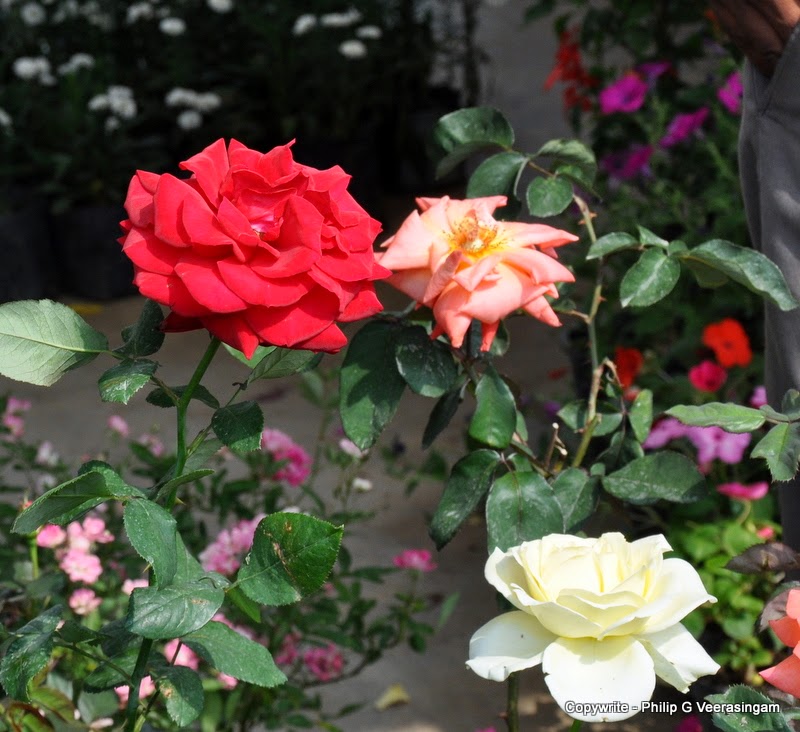 Images of Sri Lanka on Flower plants for sale, 'Waters