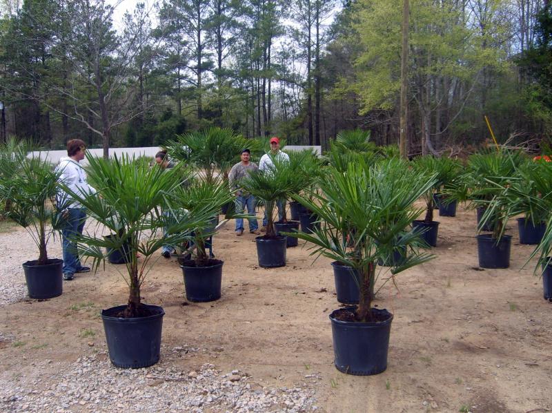 Windmill Palm Tree Planting and Growing Windmill Palm Trees Growing