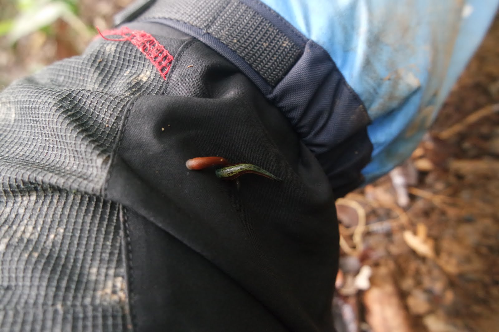 Perjalanan Panjang Mendaki Gunung Bukit Raya