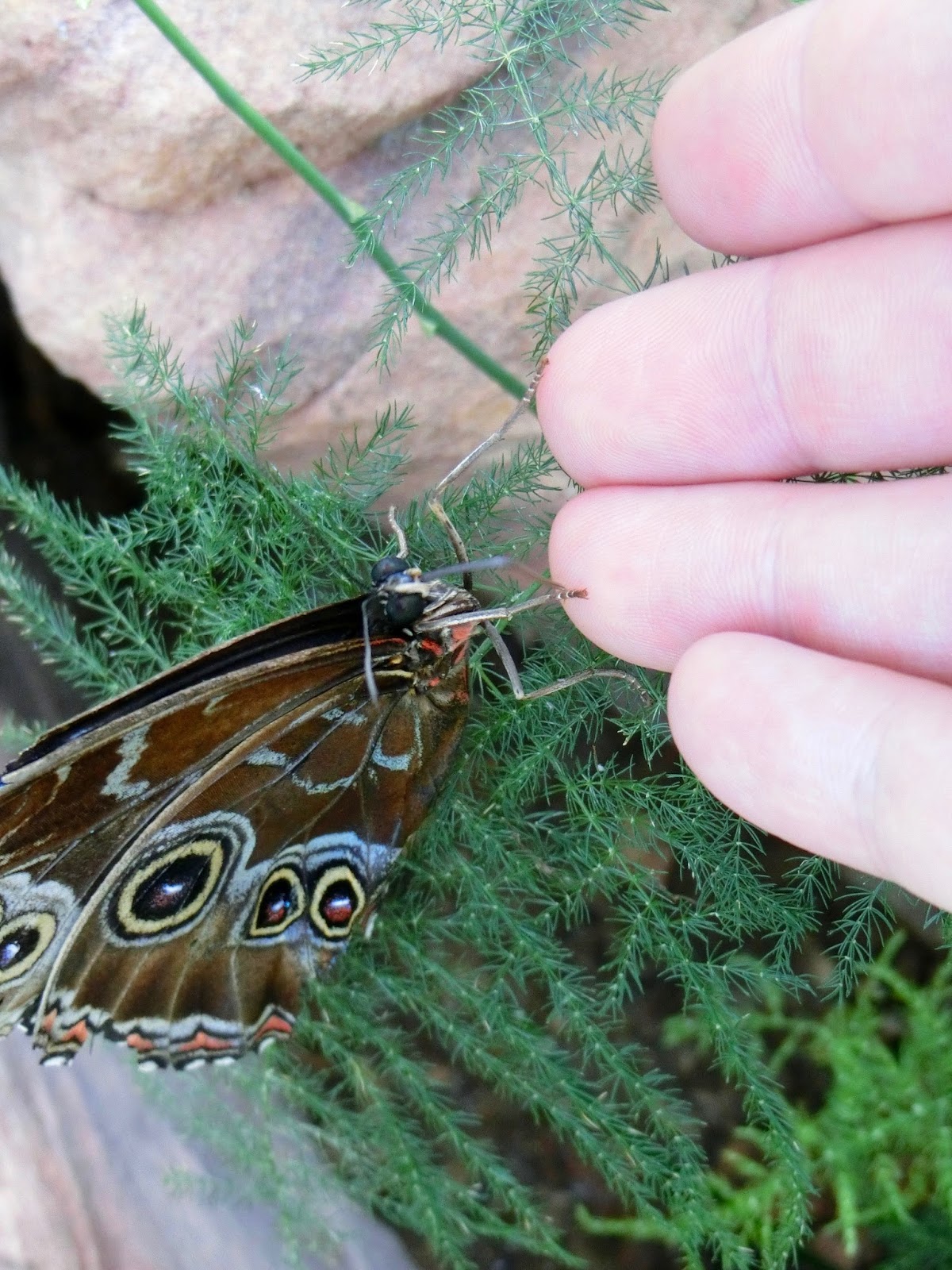 Nau speak Vegas Springs Preserve Butterfly Exhibit