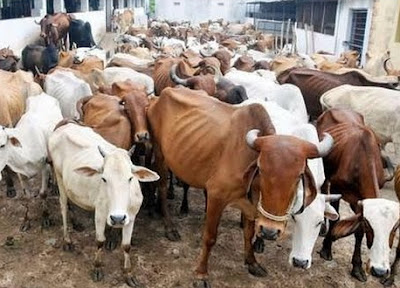 220 cows seized from fulani herdsmen