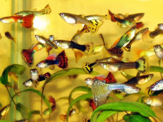 Gambar ikan guppy budidaya Anak ikan guppy budidaya