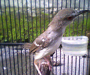 Tips Akurat Menghilangkan Kutu Pada Burung Ciblek Den Family