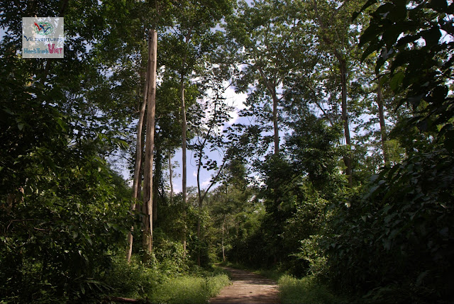 Tham quan Đảo Tiên ở Rừng Nam Cát Tiên