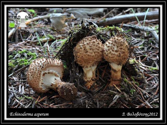 Echinoderma asperum (Pers.) Bon