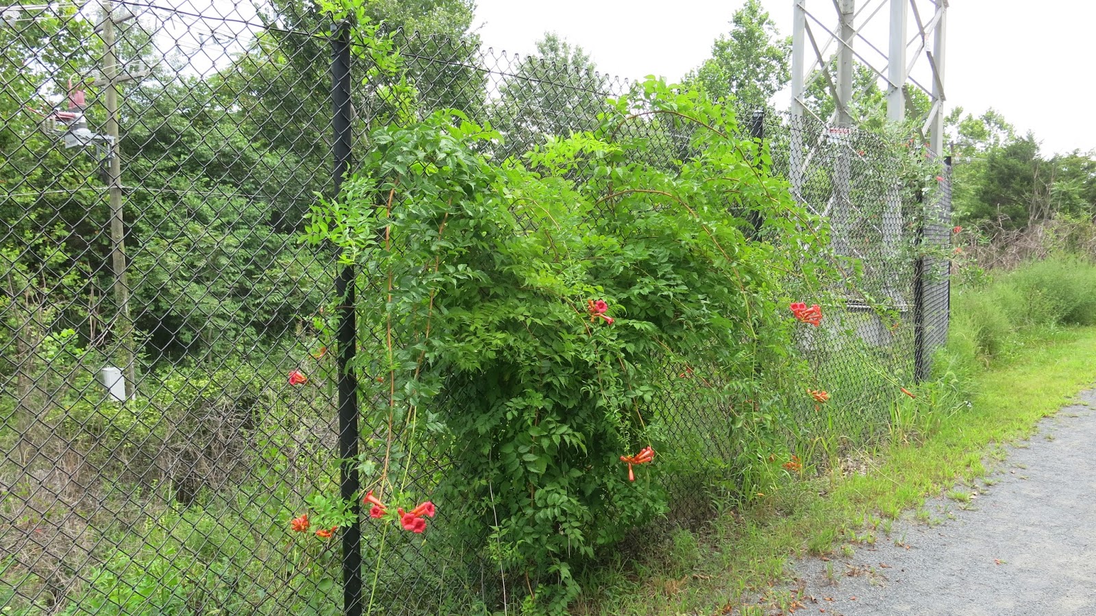 ifthethunderdontgetya™³²®© Trumpet Vines and Little Box Turtle