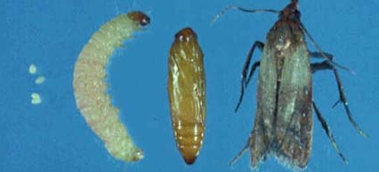 UNIVERSO DAS PRAGAS: Traças e suas características