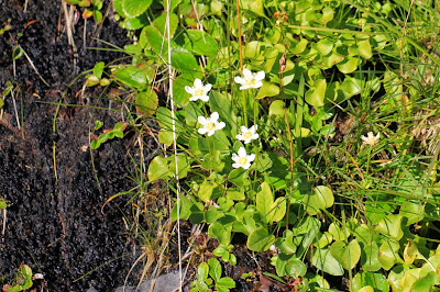Parnassia fimbrata (Fringed Grass-of-Parnassus) on the climb to Weeden Lake