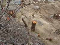 Κόβουν δέντρα στην Ξάνθη