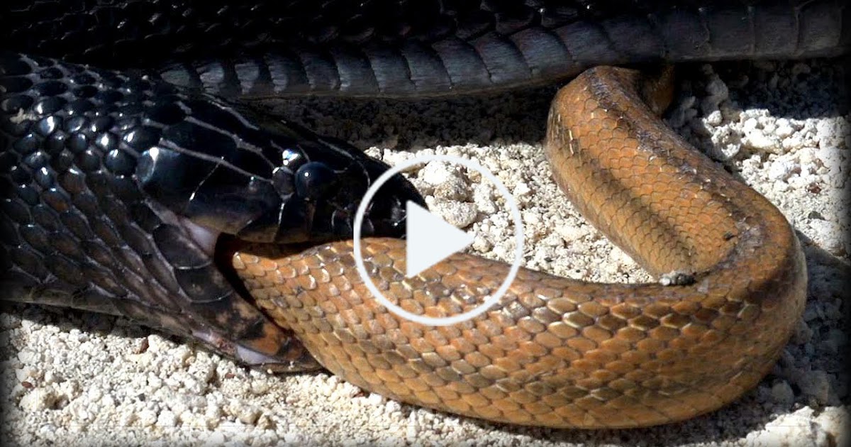 The eastern indigo snake is carnivorous Scary Snake Approaches kill the