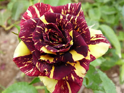 mas mundo hermosas rosas flores colores raros imagenes lindas plantas flore flowers hermosa rosales pretty heart rose plants