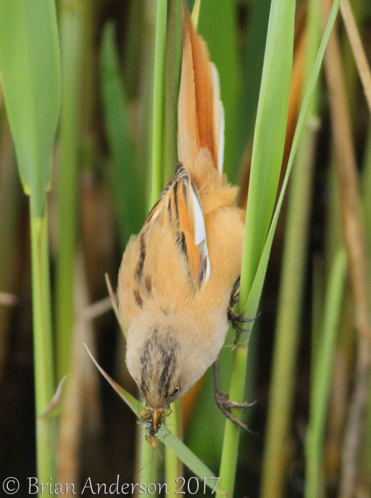 Whitethroat Bearded%2BTit%2B2